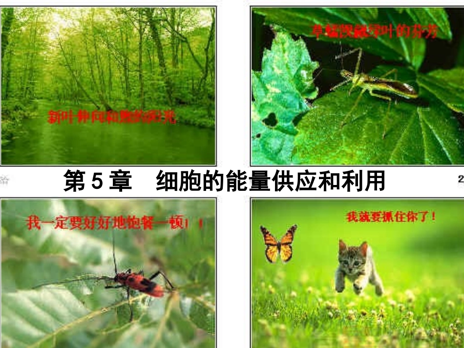 降低化学反应活化能的酶[1]_第1页