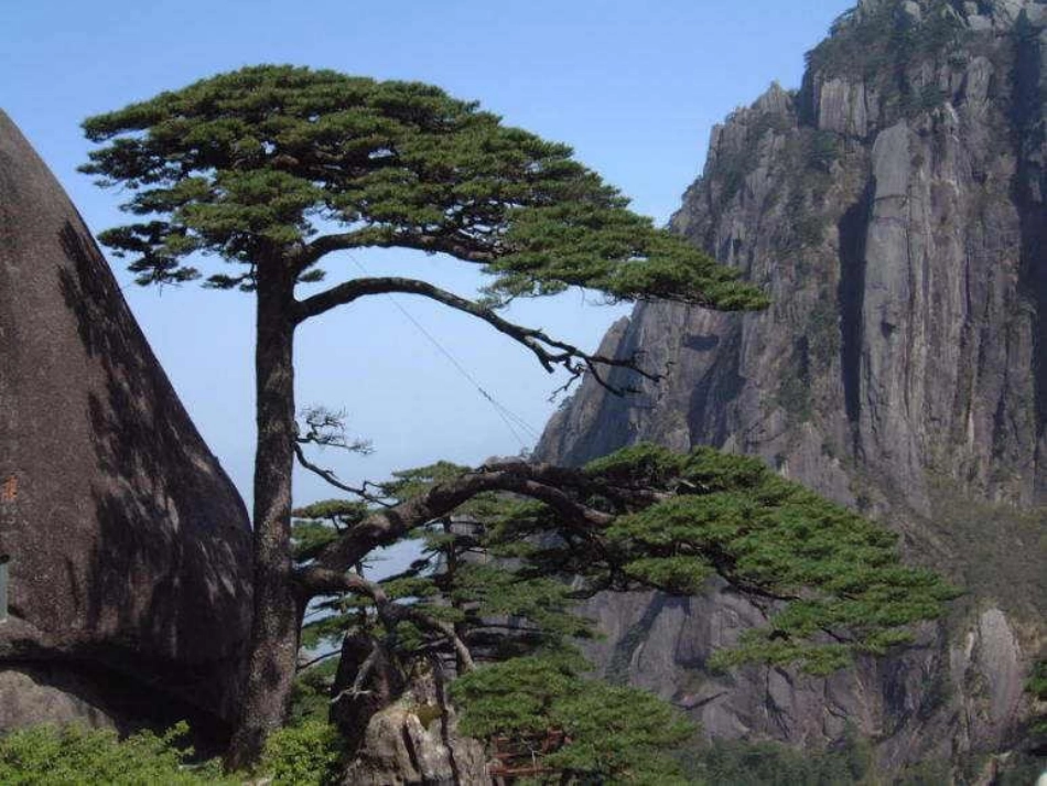 黄山奇松(新的)_第3页