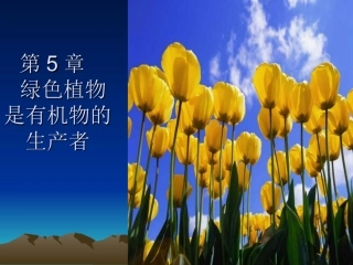 光合作用的发现