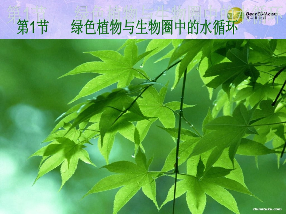 绿色植物与生物圈中的水循环111_第1页