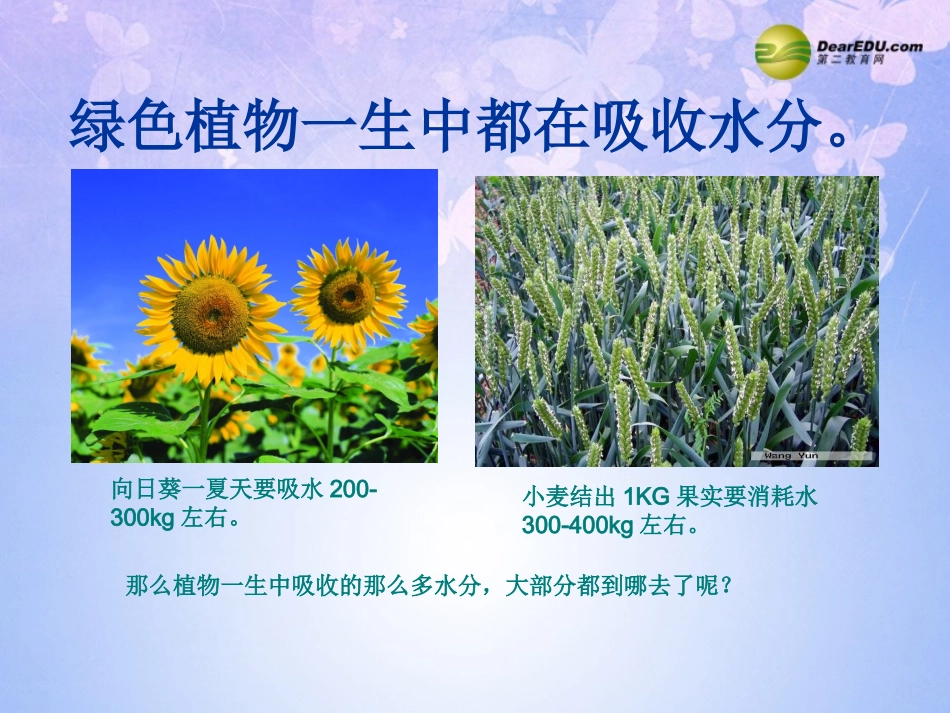 绿色植物与生物圈中的水循环111_第2页