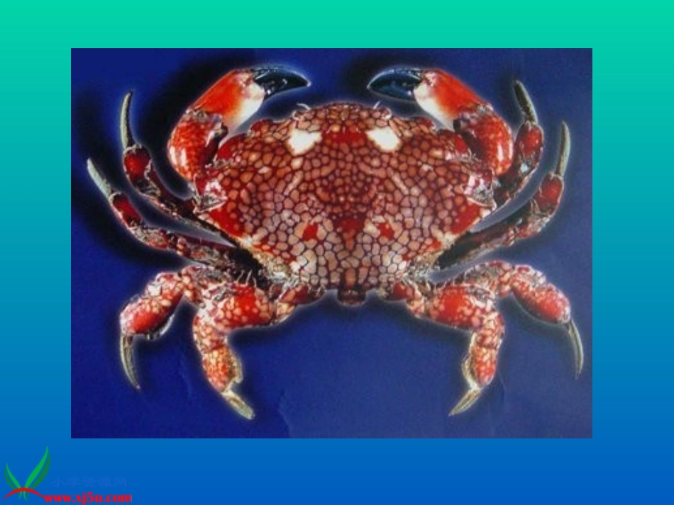 人教版音乐二年级下册《螃蟹歌》PPT课件 (2)_第3页