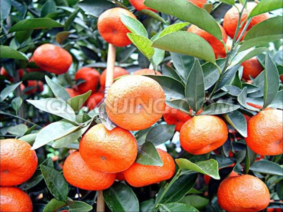 人教版小学语文三年级上册习作指导《我最喜爱吃的水果》_第2页