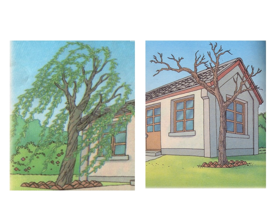 二年级语文上册课件_小柳树和小枣树_第2页