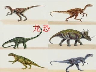 《恐龙》教学课件