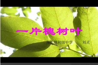 《一片槐树叶》