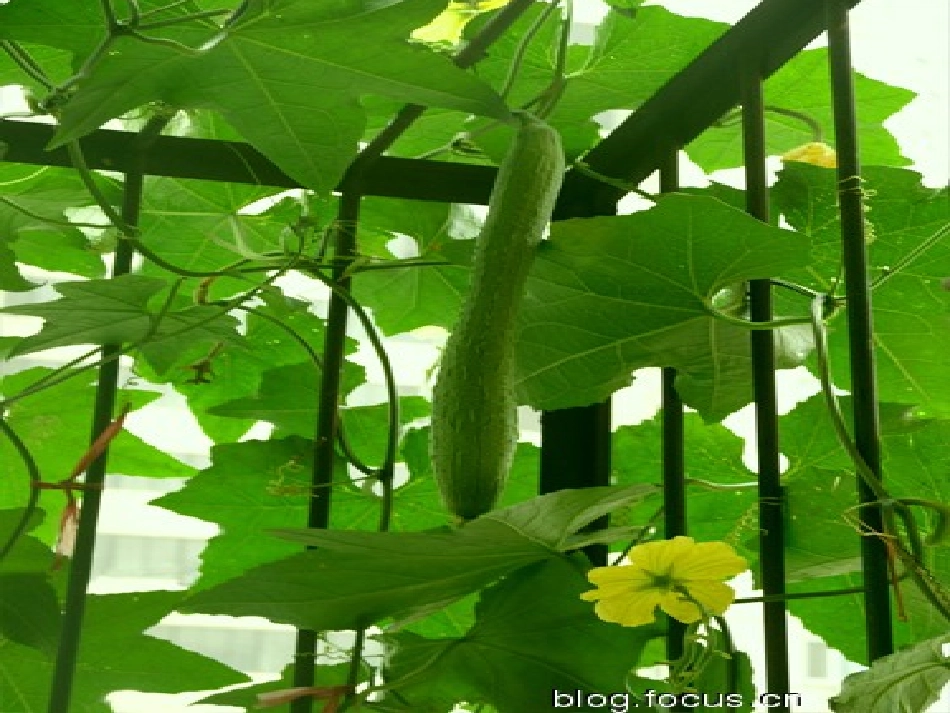 田园风光习作课件_第2页