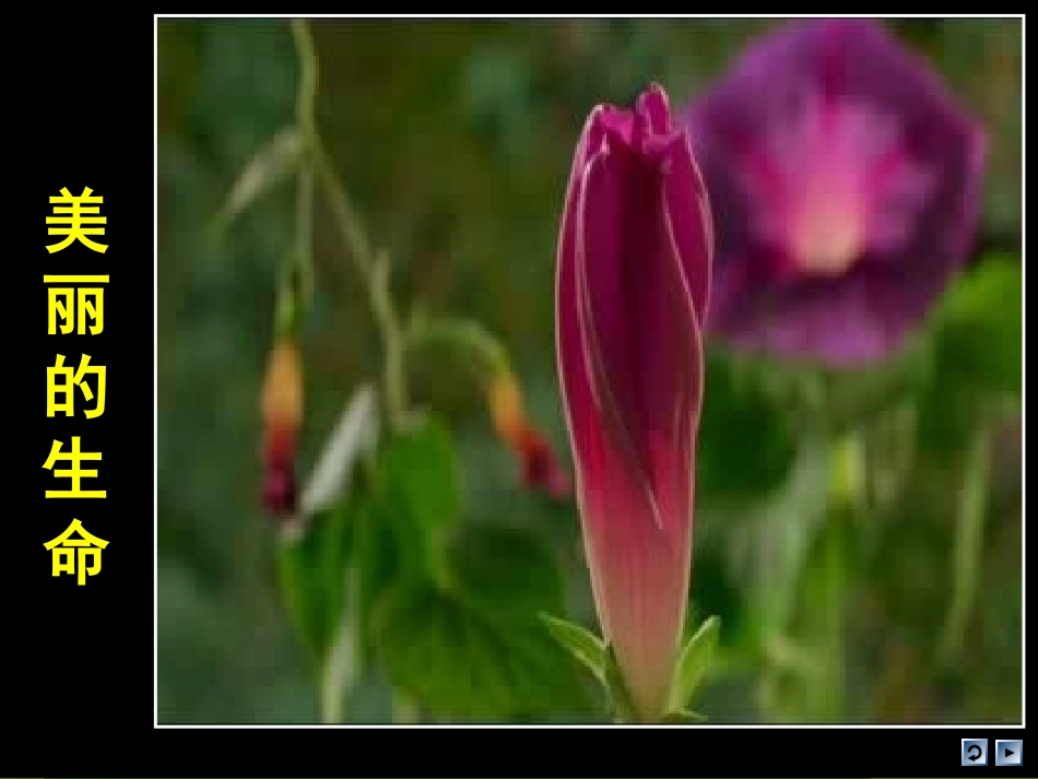 人教版品德与社会四上《美丽的生命》PPT课件_第3页