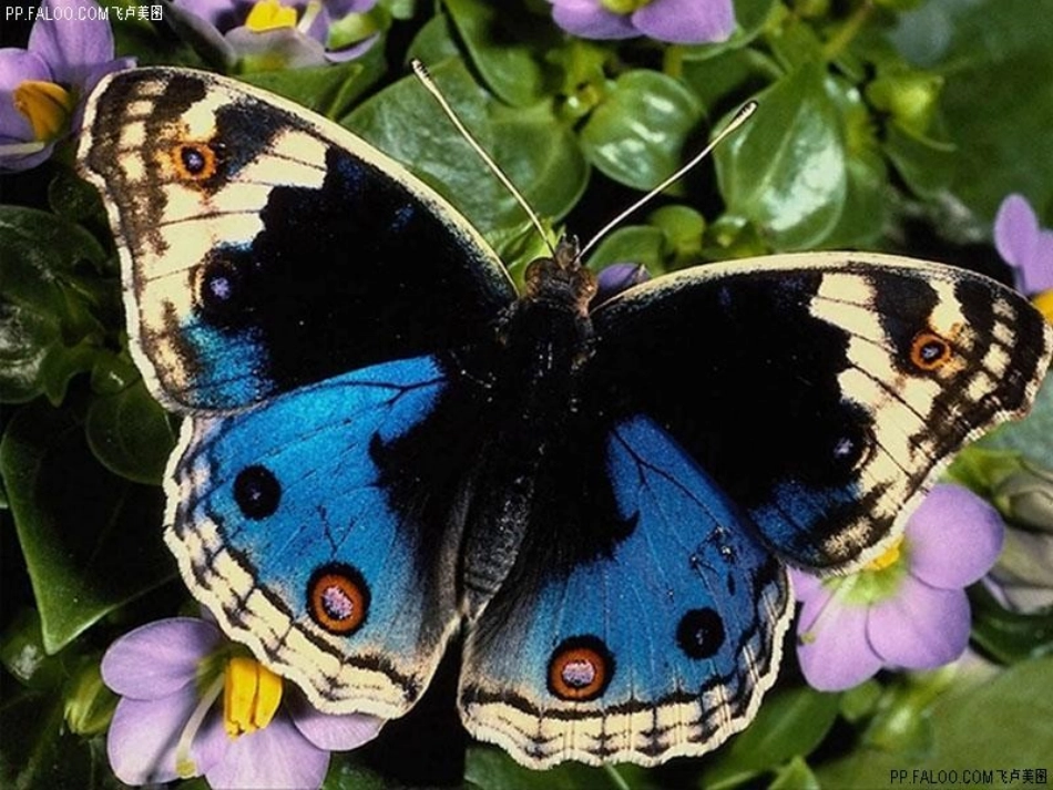 《巧用对称形》[1]1 (2)_第2页