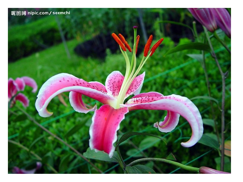 花和昆虫的图片_第2页