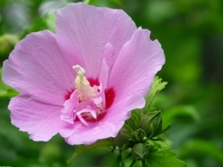 花和昆虫的图片