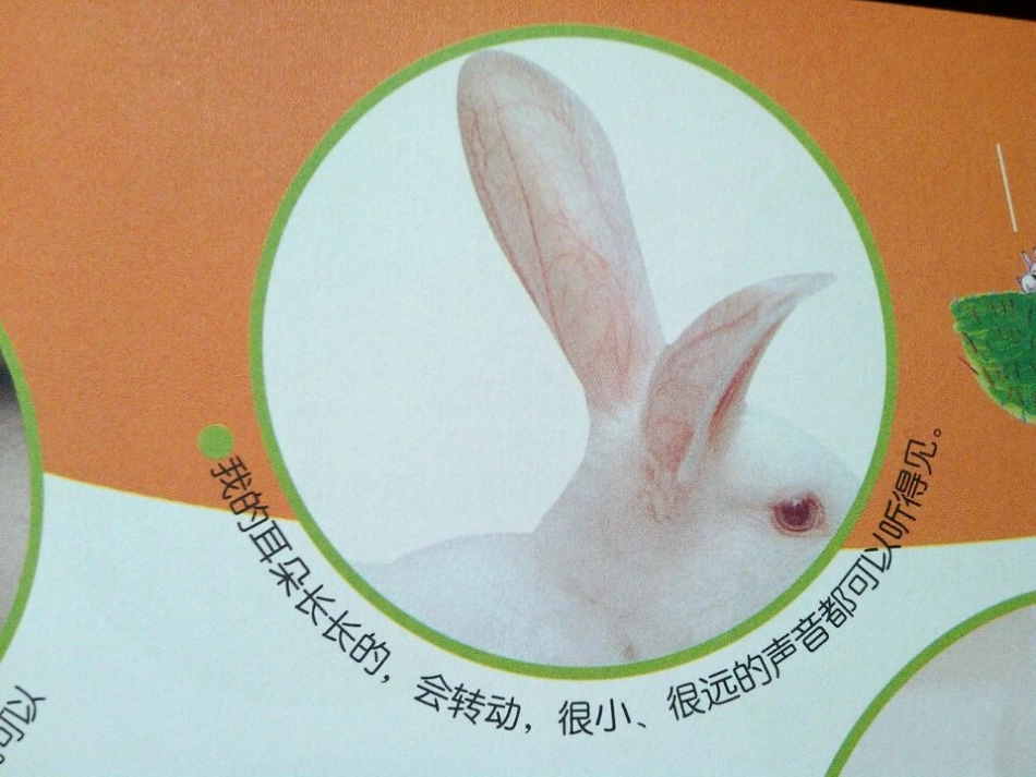 小白兔“咚咚”_第3页