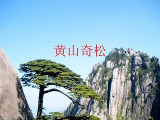 黄山奇松汪菲