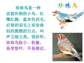 人教新课标版小学五上《珍珠鸟》课件