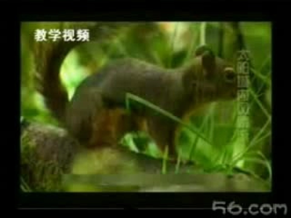 五年级语文下册第八组28彩色的非洲课件_第2页