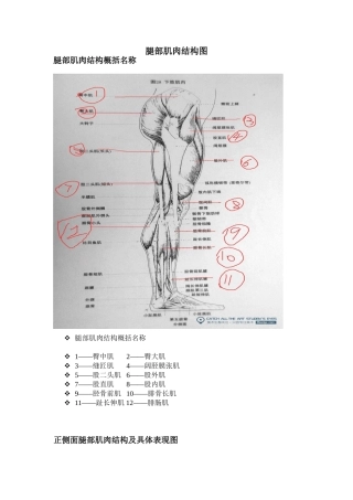 腿部结构与具体表现图示意图