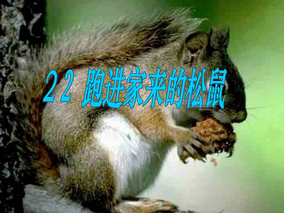 跑进家里的松鼠_第1页