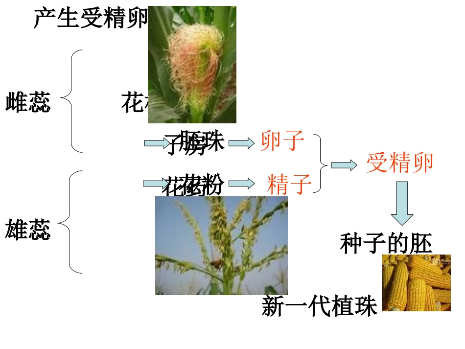 初二生物《植物的无性生殖》PPT课件_第3页