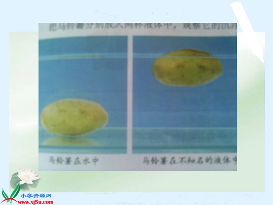 （教科版）五年级科学下册课件马铃薯在液体中的沉浮1_第3页