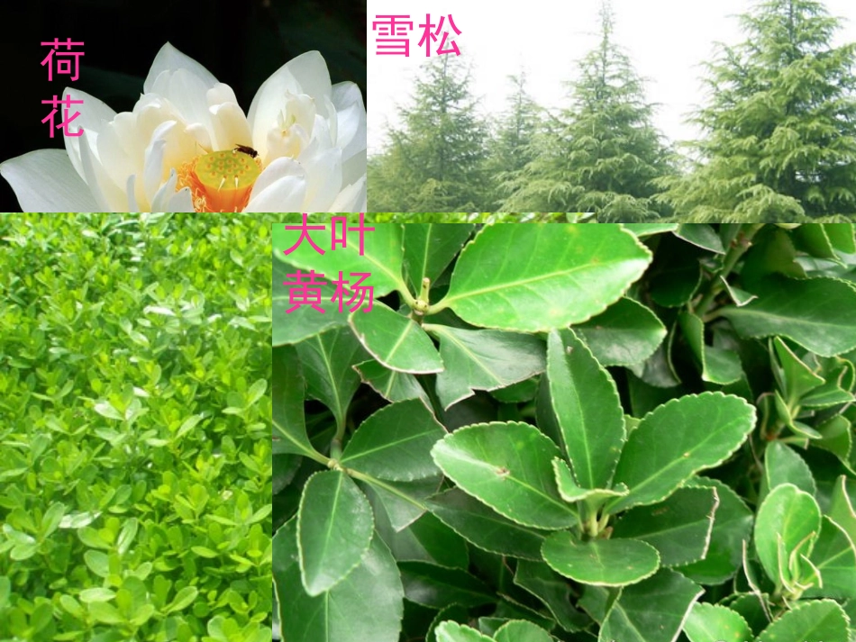 《多种多样的植物》教学课件_第2页