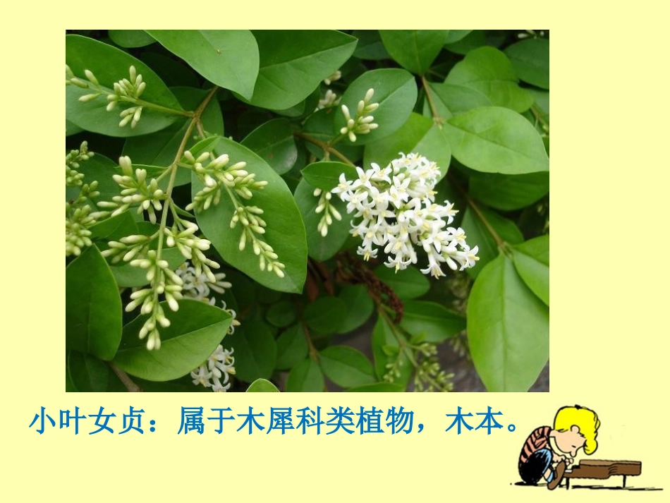 《多种多样的植物》教学课件_第3页