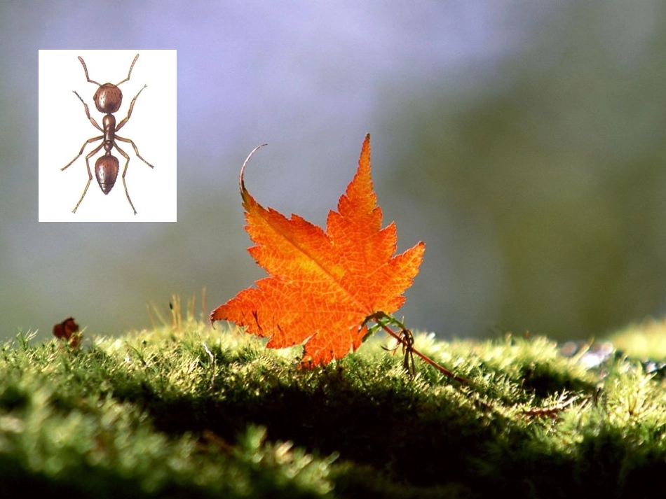 什么是周长_北师大版__课件_第3页