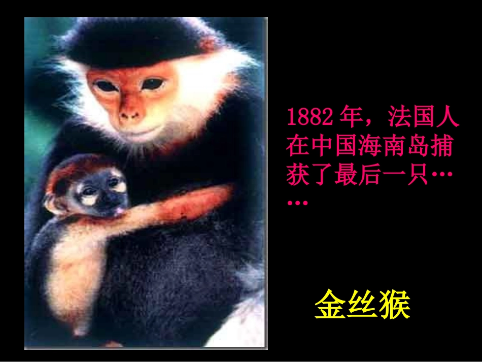 保护生物多样性孔祥兰_第3页