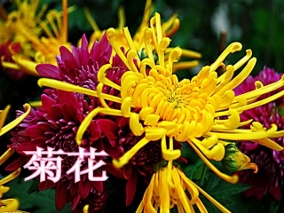 苏教二年级上册5《一株紫丁香》完整课件