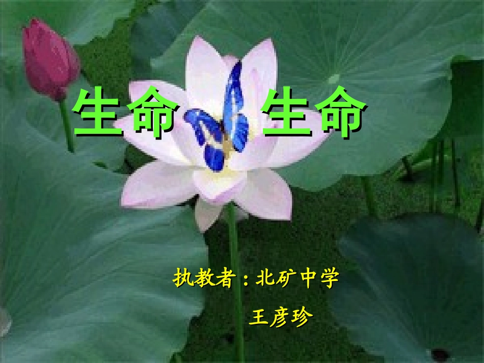 《生命生命》1课件_第1页