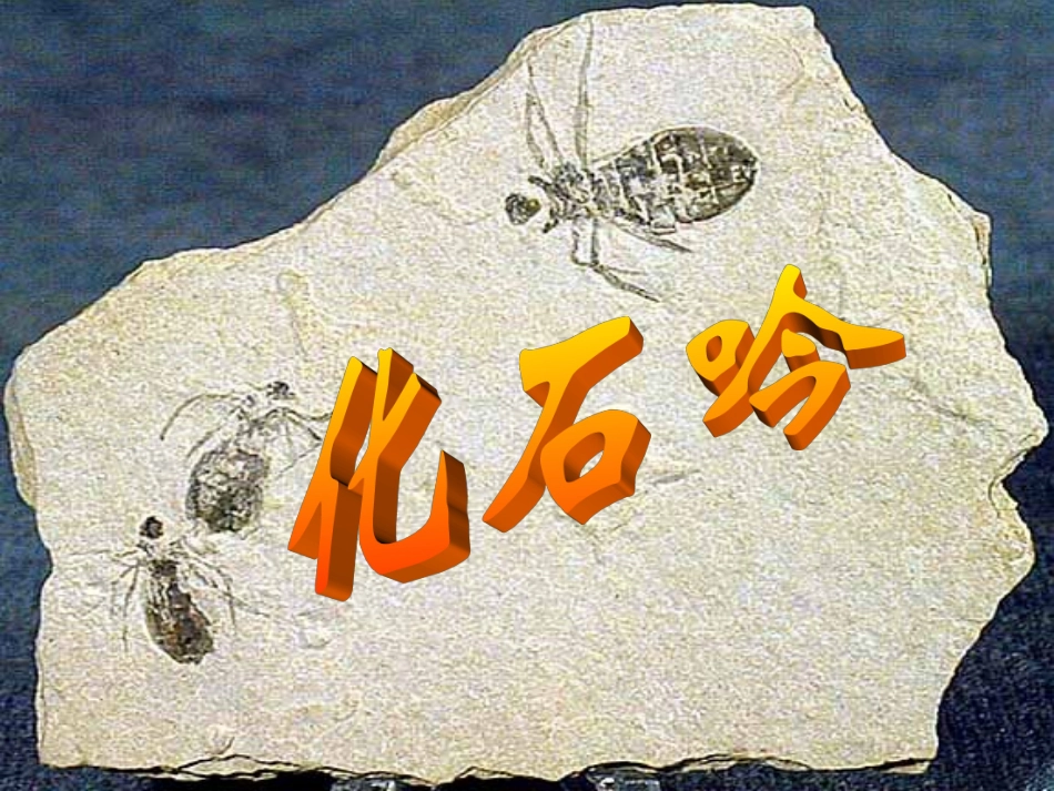 语文七年级上人教新课标21《化石吟》课件_第1页