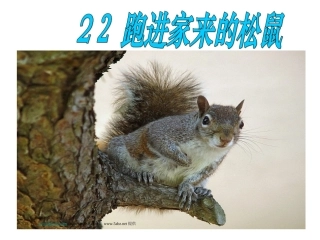 《跑进家来的松鼠》课件 (2)