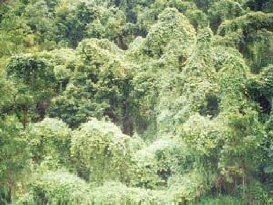 生物入侵者【正】_第2页