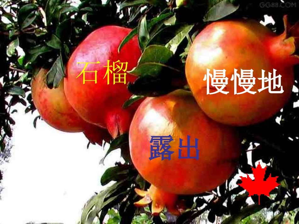 《石榴笑了》课件(语文S版一年级语文上册课件)_第2页