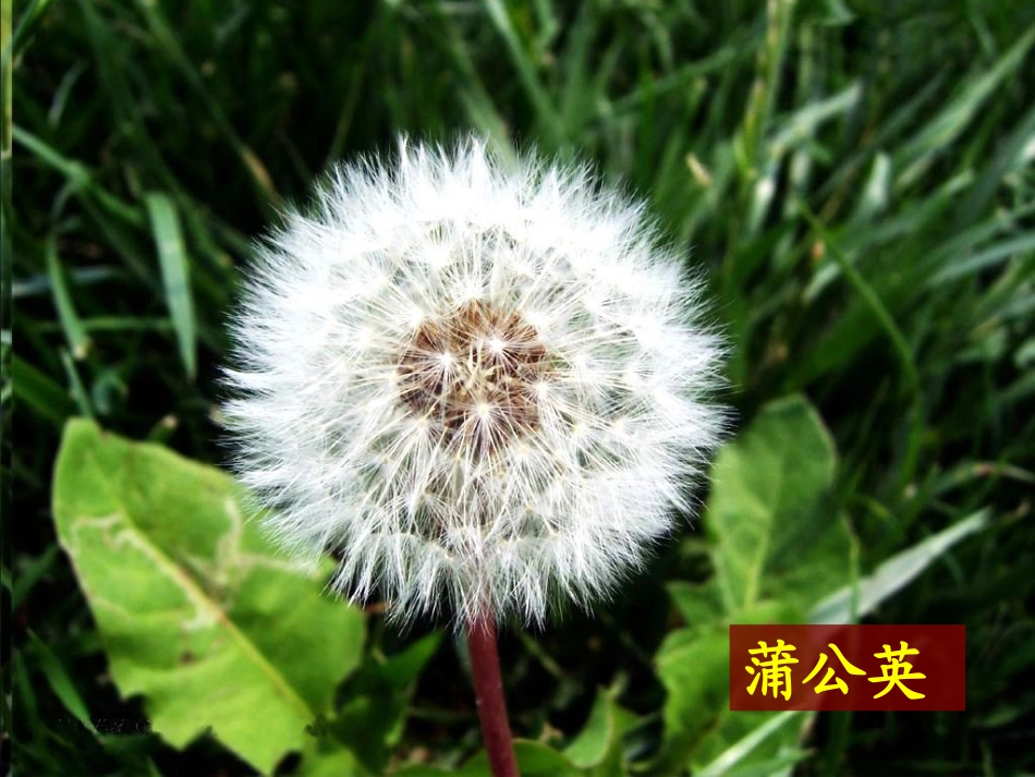 三年级科学上册3大树和小草3课件教科版_第2页