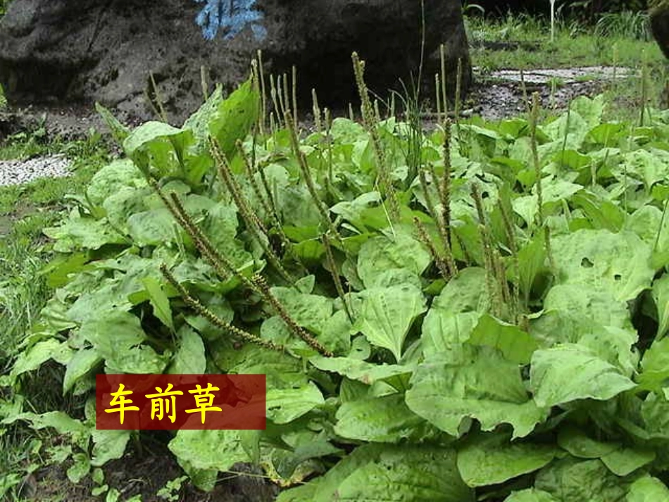 三年级科学上册3大树和小草3课件教科版_第3页