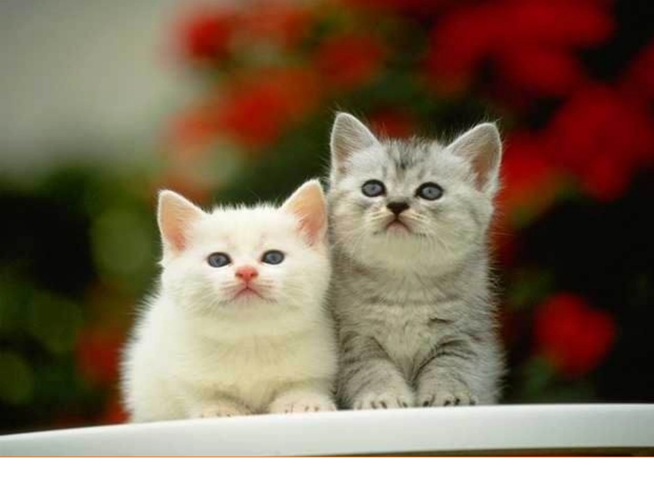 《猫》公开课定_第2页