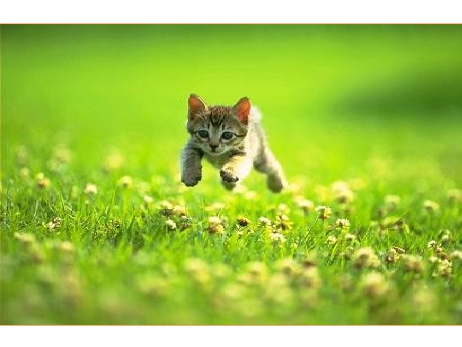 《猫》公开课定_第3页