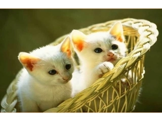 《猫》公开课定