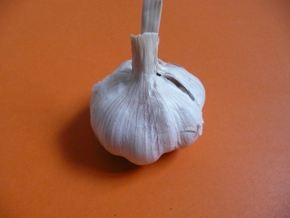 指导写观察日记课件_第1页