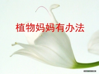 植物妈妈有办法