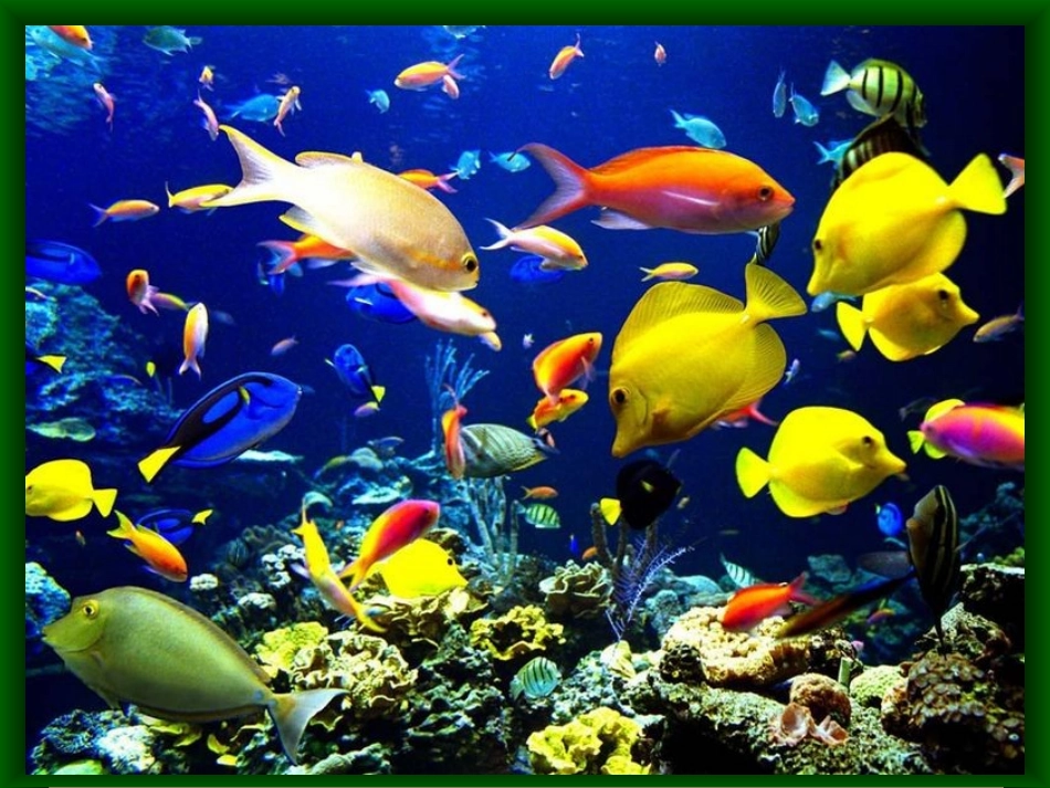 小学三年级美术课件《美丽的鱼》_第2页