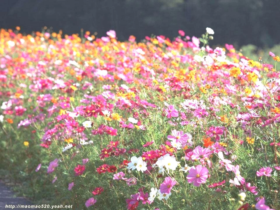 小学五年级语文课件《燕子》_第3页