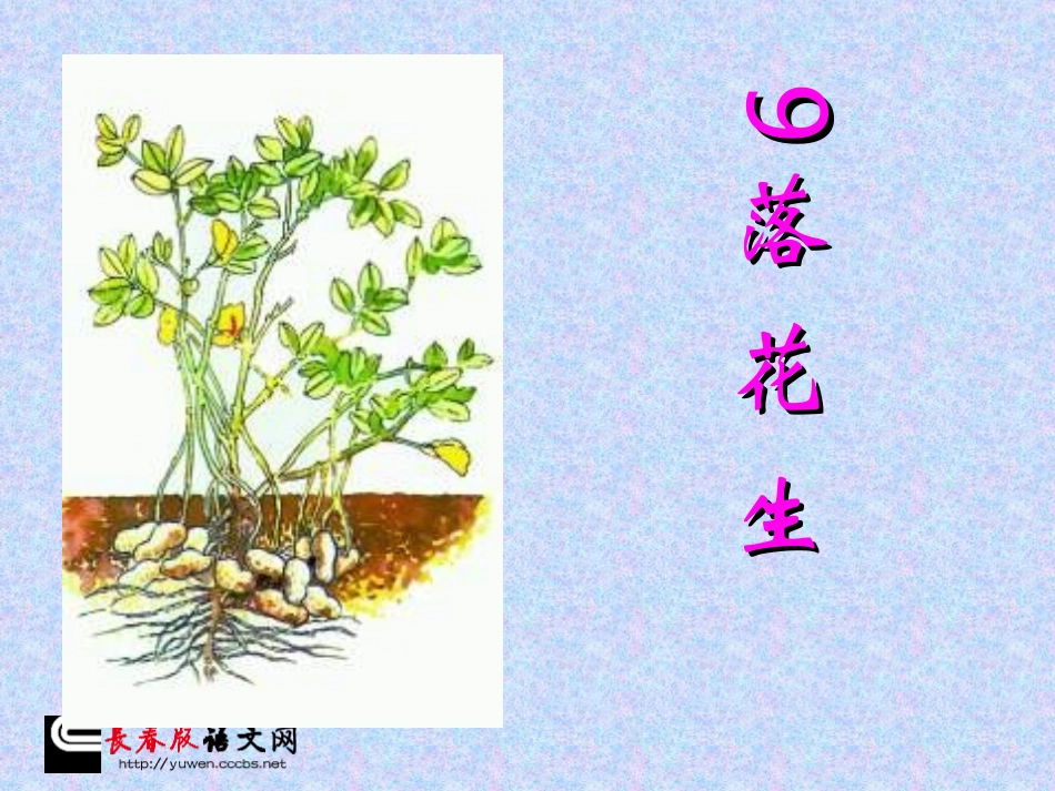 课件-6下-04[1]1-《落花生》P2_第1页
