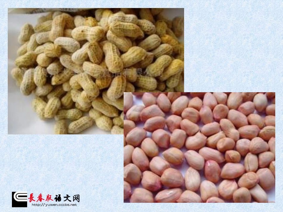 课件-6下-04[1]1-《落花生》P2_第2页