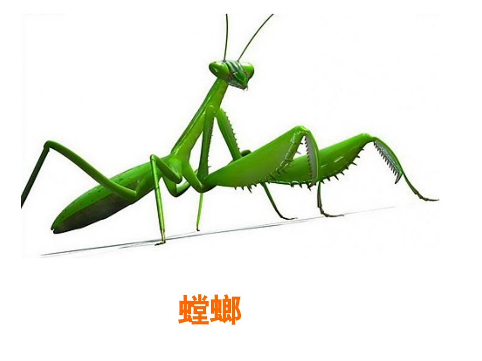 动物儿歌的欣赏与创作1_第3页