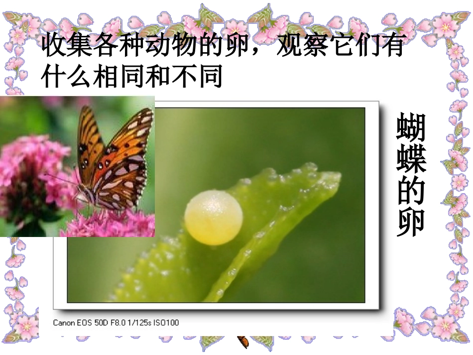 四年级下册科学《动物的卵》_第3页