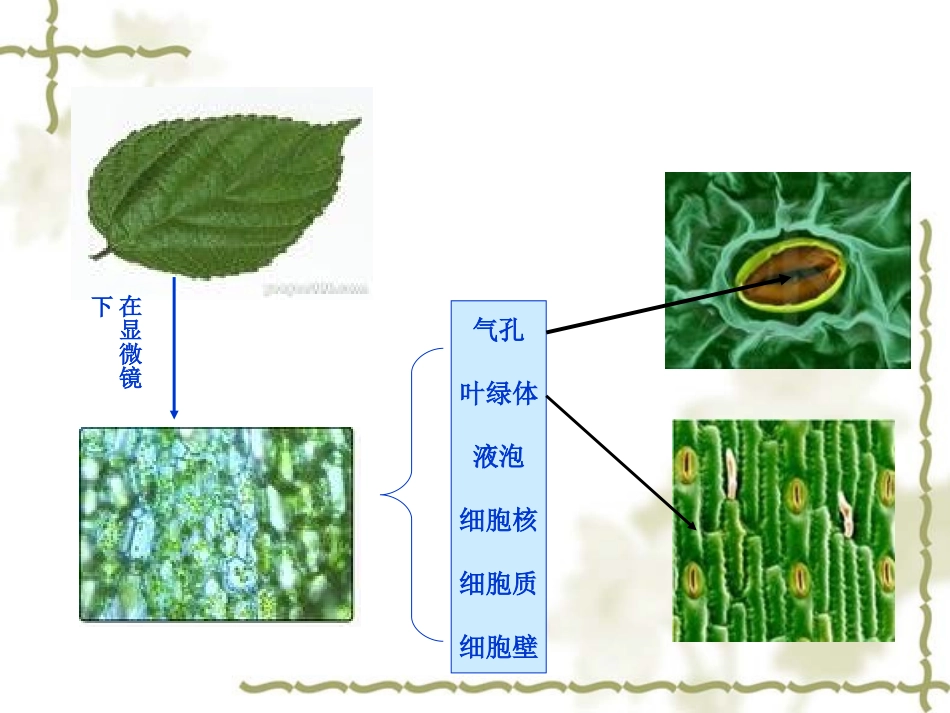 用显微镜观察身边的生命世界(二)2_第2页