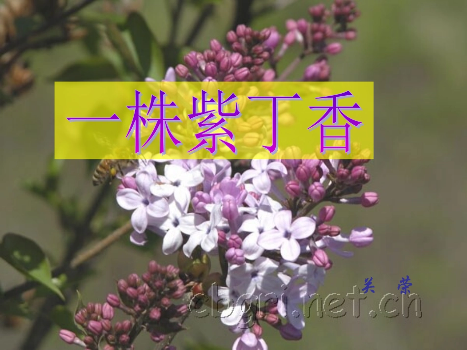 一株紫丁香课件_第1页