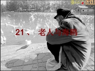 《老人与海鸥》课件1 (3)