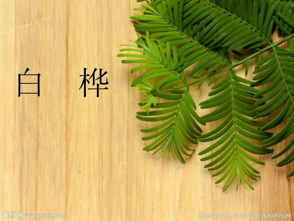 美丽的小兴安岭11_第1页